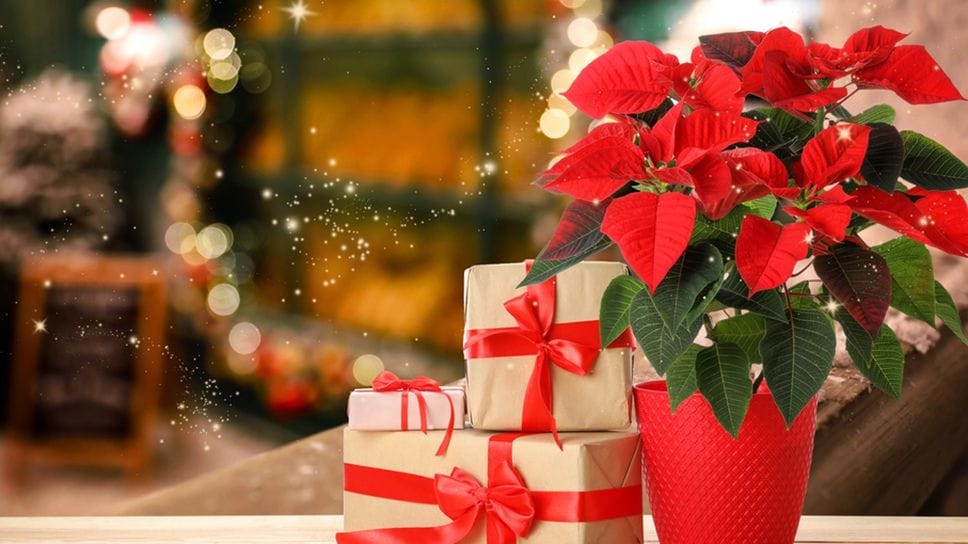 Regali di Natale: c’è chi ne farà di più