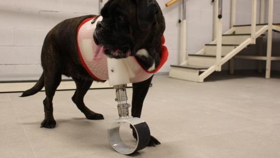 La boxer Juga con la nuova protesi con la ruota