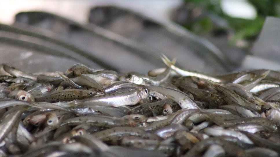 Un banco di una pescheria in una foto d’archivio