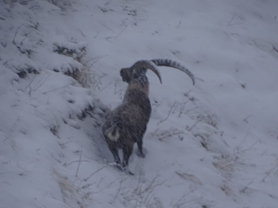 Uno stambecco a Lizzola