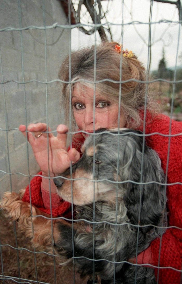 Brigitte Bardot con un cane: fu sempre una paladina degli animali