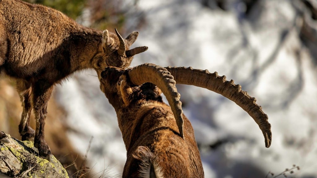 Effusioni ad alta quota