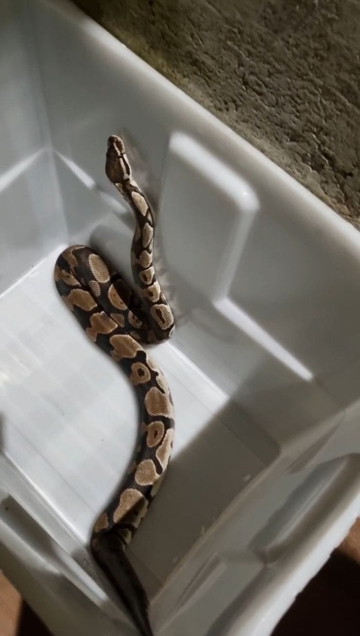 Pitone catturato a Cassiglio