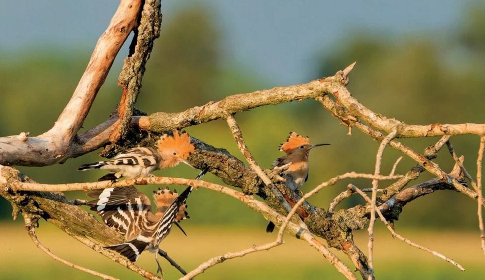 Bruno Raimondi di Cologno al Serio, «Tris … di Upupe»,che si è classificata seconda