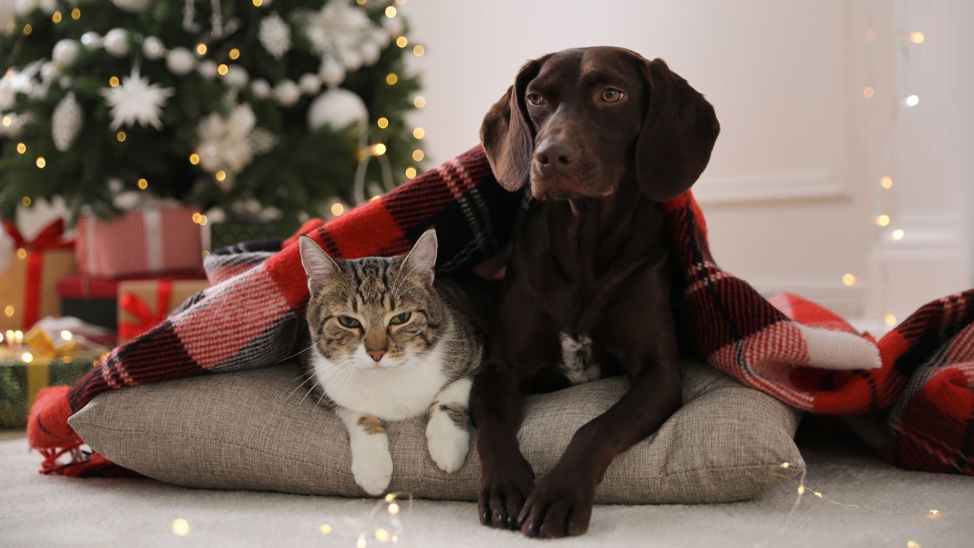 Un Natale sicuro per cani e gatti Un Natale sicuro per cani e gatti