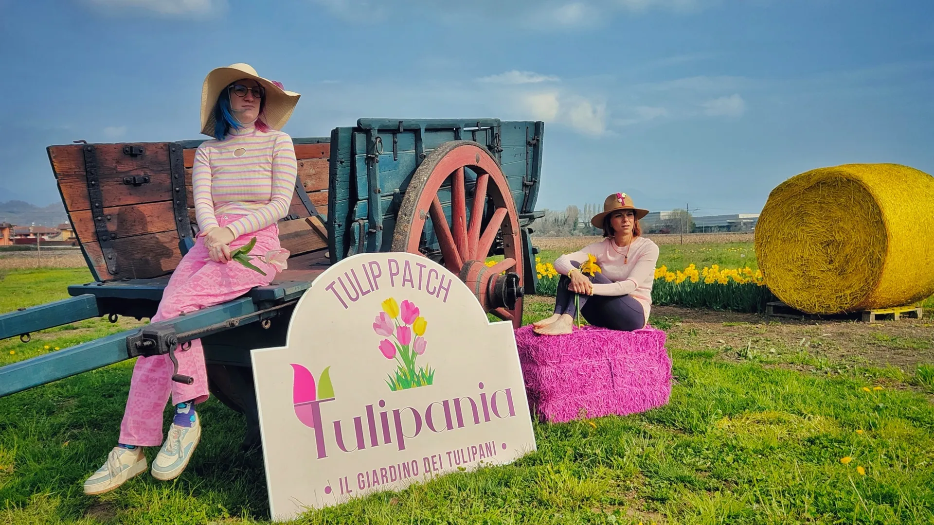 Grande Piantagione Dei Tulipani Rossi Il Giorno Soleggiato In Primavera - Foto 8