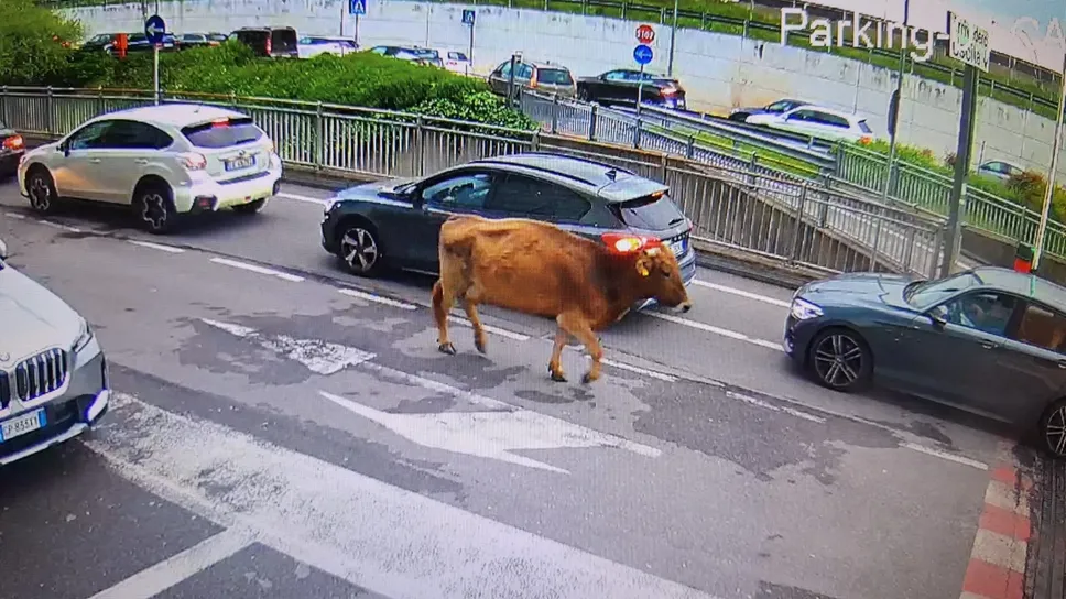 La mucca «contromano» si dirige verso il parcheggio di Oriocenter