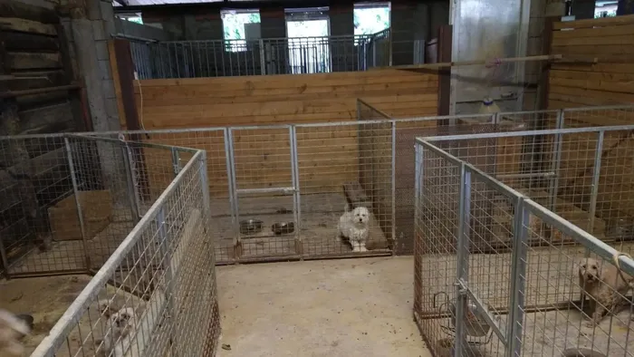 https://storage.ecodibergamo.it/media/photologue/2025/7/14/photos/cache/calvenzano-scoperto-allevamento-di-cani-abusivo-63-animali-sequestrati_c43dc6a6-60c0-11f0-83bc-1f81b73d2d8d_1920_1080_v3_large_16_9.webp