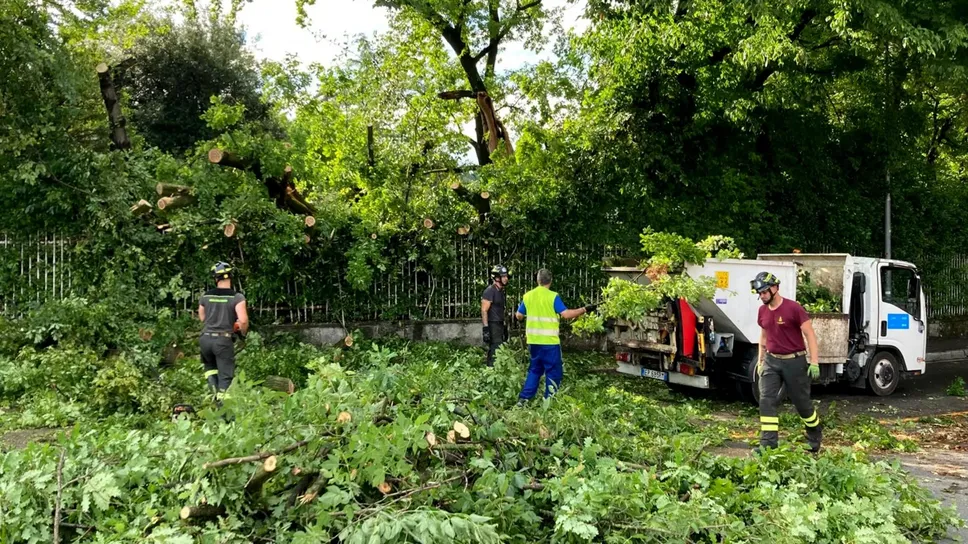La rimozione dell’albero caduto al parco Suardi La rimozione dell’albero caduto al parco Suardi