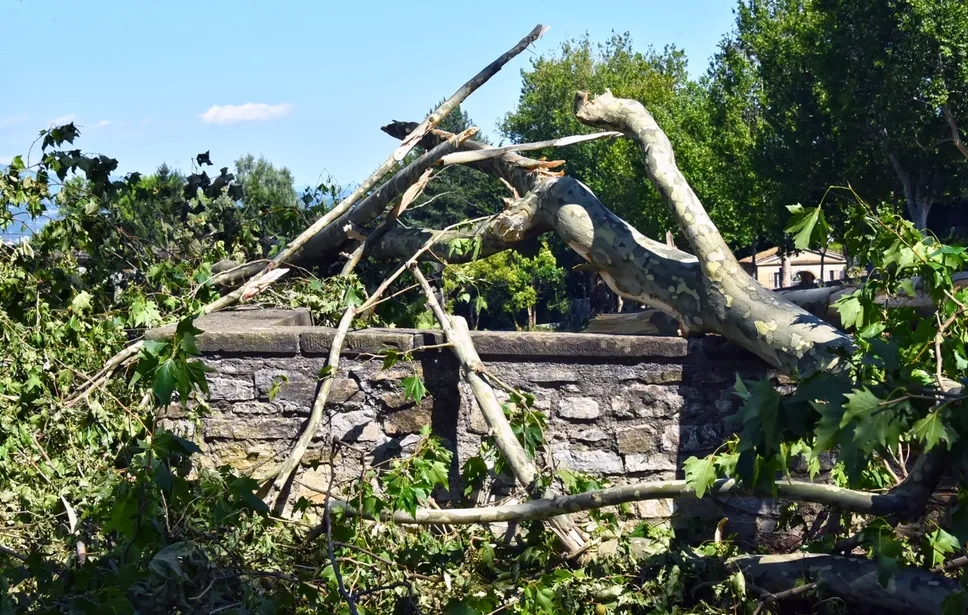 Alberi Caduti  alla montagnetta di Città Alta