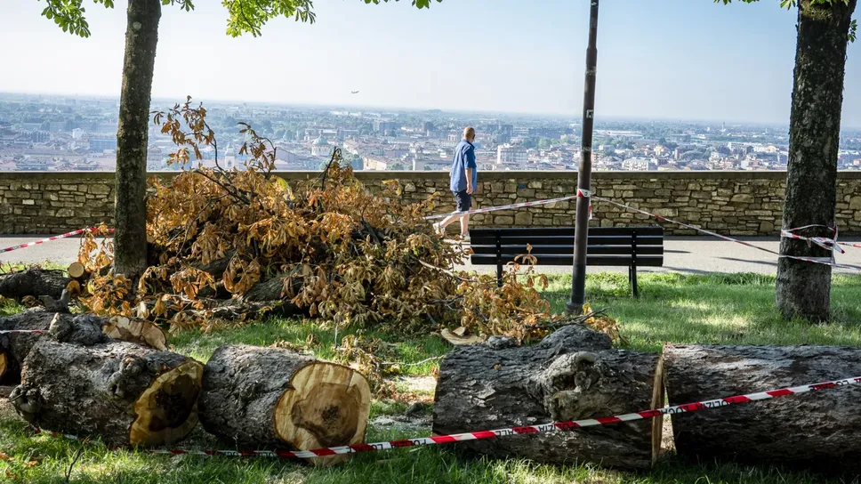 Lungo le Mura tronchi tagliati per essere poi trasportati Lungo le Mura tronchi tagliati per essere poi trasportati