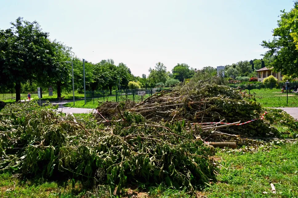 Piante accumulate lungo la greenway