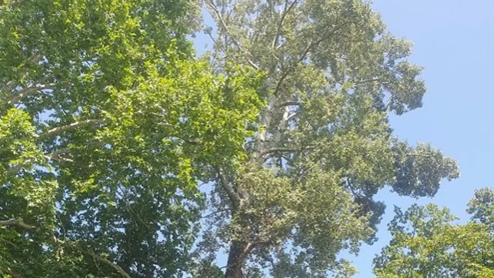 Il pioppo da abbattere al parco Suardi Il pioppo da abbattere al parco Suardi