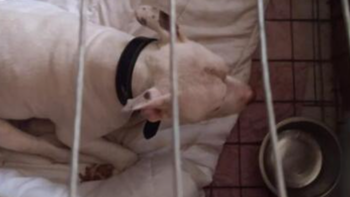 https://storage.ecodibergamo.it/media/photologue/2025/7/24/photos/cache/almenno-san-salvatore-sequestrati-trenta-cani-detenuti-in-condizioni-precarie_ec547746-689c-11f0-8888-5640fb62cdf0_1920_1080_v3_large_16_9.png