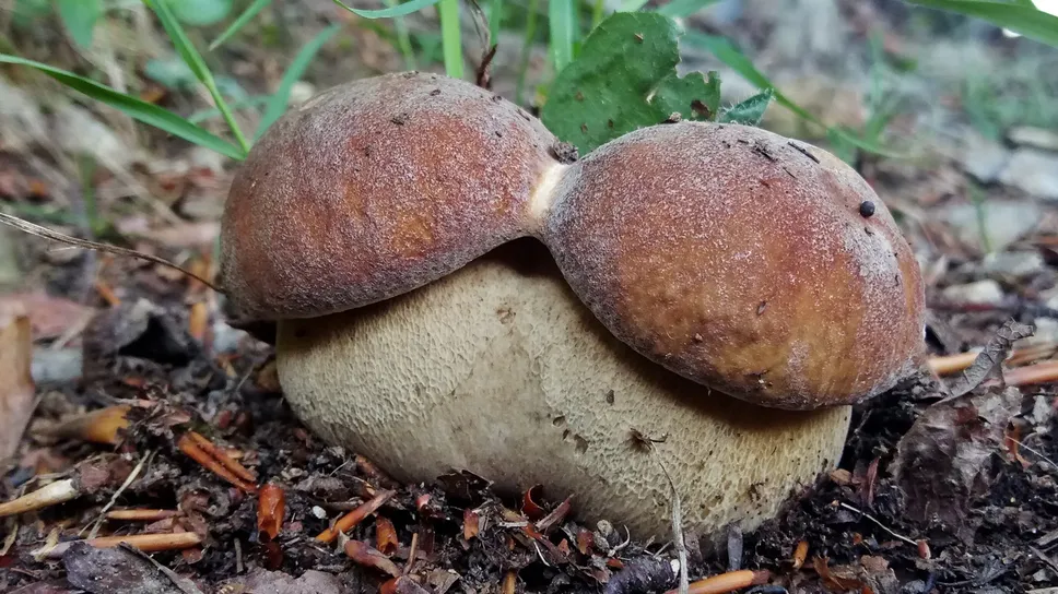 I Boletus edulis (porcini), molto diffusi sulle Orobie I Boletus edulis (porcini), molto diffusi sulle Orobie