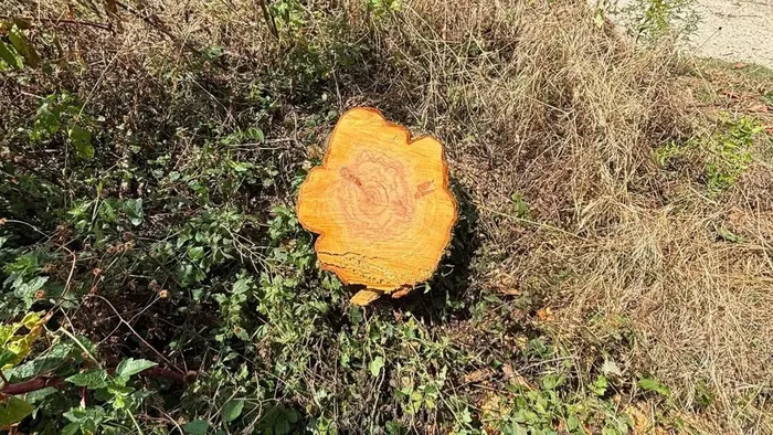 https://storage.ecodibergamo.it/media/photologue/2025/7/28/photos/cache/abbattono-un-albero-in-un-parco-pubblico-e-portano-via-la-legna-multa-da-5mila_3b71ce50-6b9a-11f0-84d1-1a4cf007d5b9_1920_1080_v3_large_16_9.webp