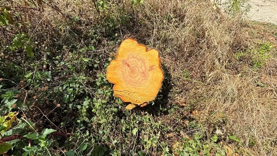 Quello che resta dell’albero tagliato in parco pubblico di Treviolo Quello che resta dell’albero tagliato in parco pubblico di Treviolo