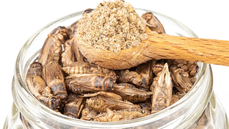 Cibo del futuro: grilli essiccati, una pietanza ricca di proteine Cibo del futuro: grilli essiccati, una pietanza ricca di proteine