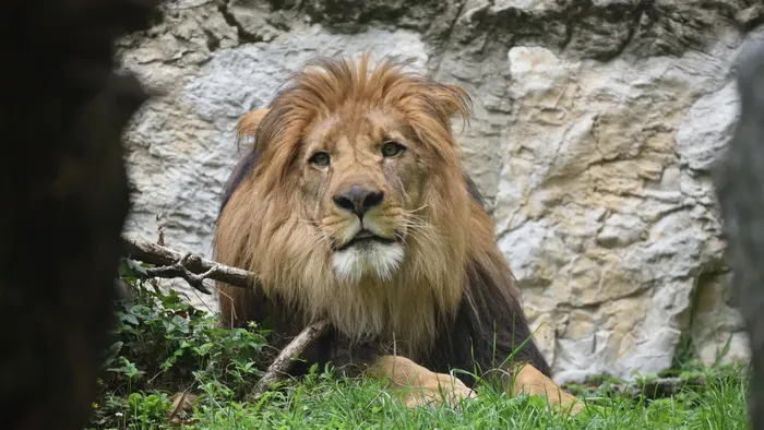 https://storage.ecodibergamo.it/media/photologue/2025/8/12/photos/cache/nuovi-arrivi-a-le-cornelle-un-leone-berbero-e-una-coppia-di-cercopitechi-diana_27ee6a0a-7784-11f0-9872-4de129e439ff_1920_1080_v3_large_16_9.webp