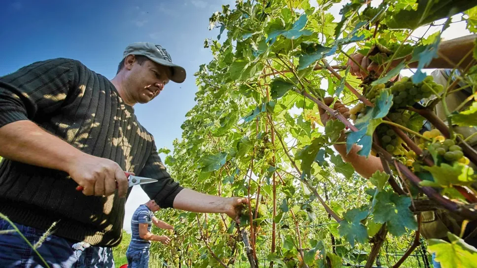Raccolta dell’uva anticipata a causa delle alte temperature