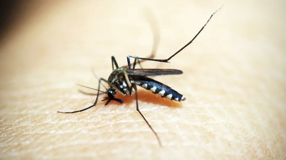 La zanzara che veicola il virus