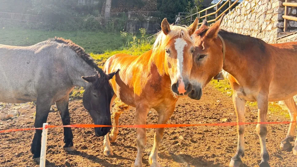 I cavalli a cui sono stati rubati i campanacci