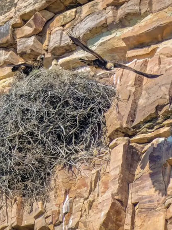 Il nido. Le aquile nidificano sulle pareti rocciose