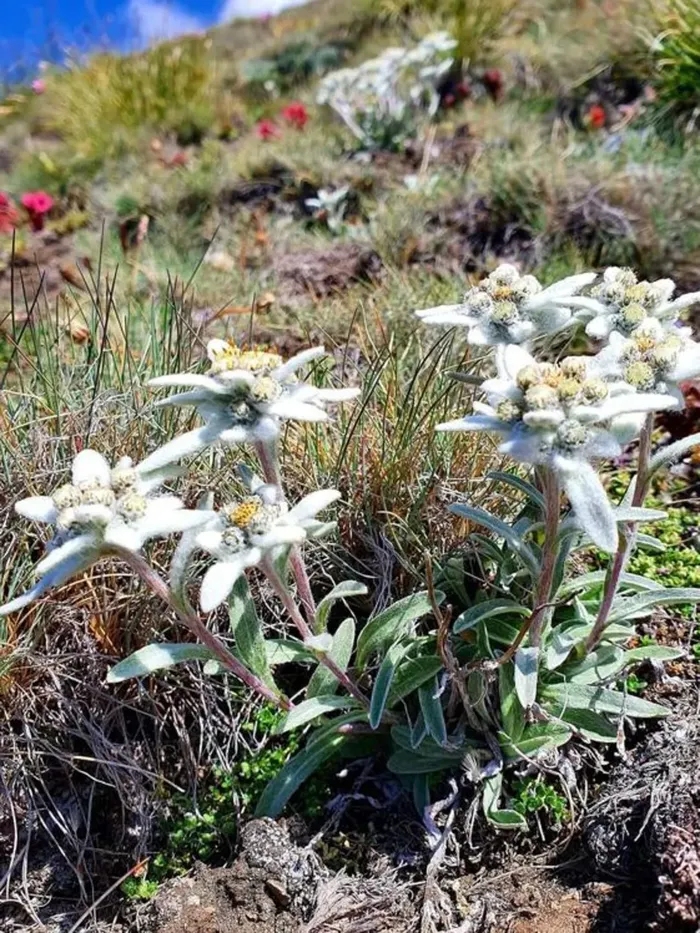 Stelle alpine. La tentazione di raccoglierle dev’essere vinta: sono una specie protetta