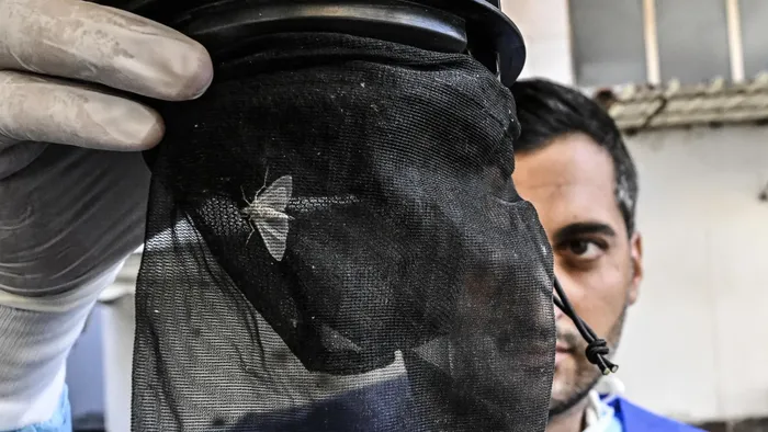 West Nile, virus isolato nella Bassa: «Accade ogni anno, qui nessun contagio»