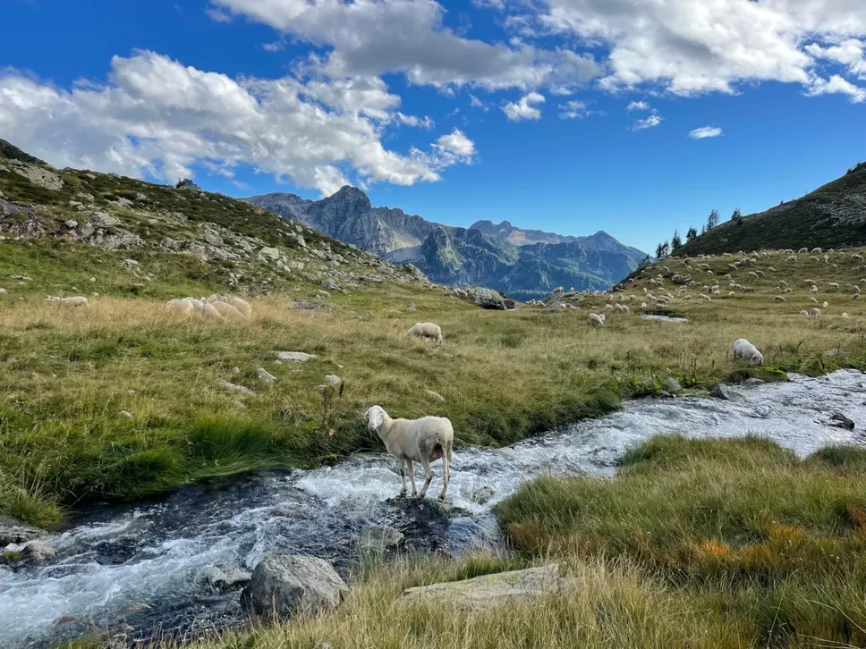 Gregge al pascolo in alta Valle Brembana