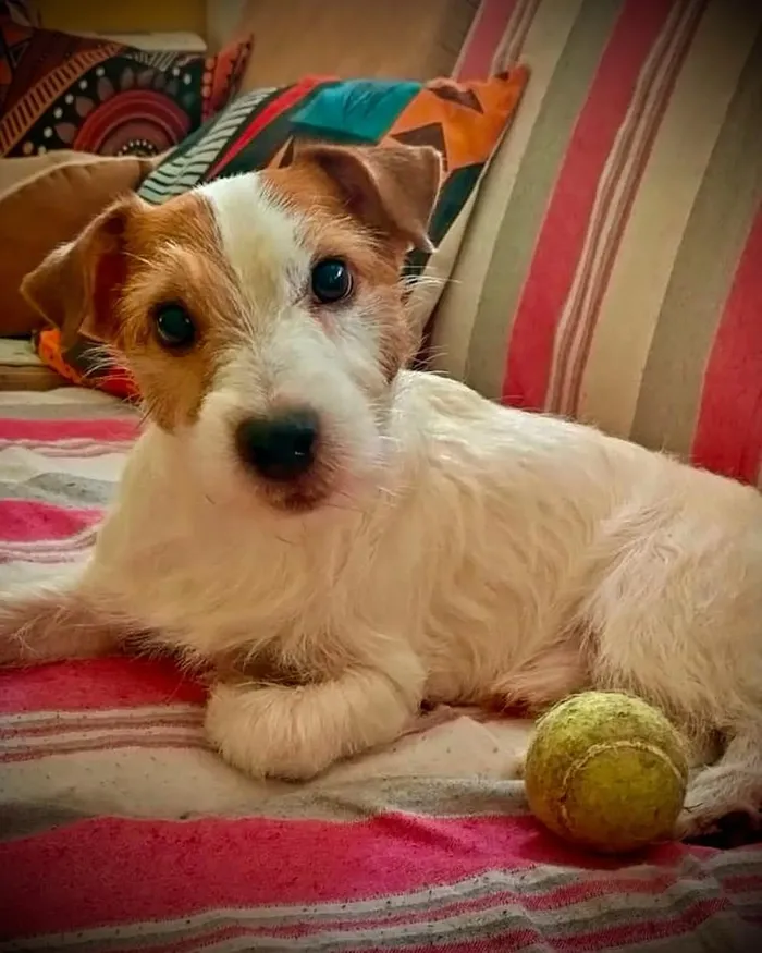 Sushi, il cane aggredito a Dalmine