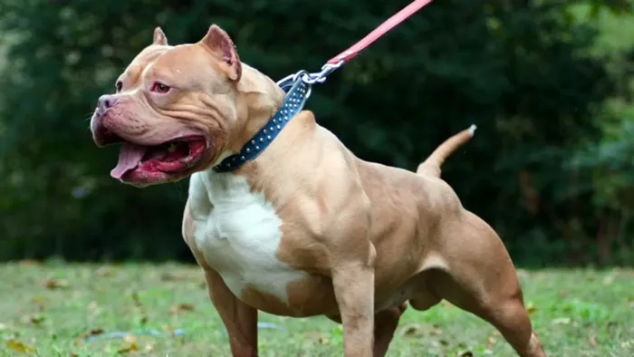https://storage.ecodibergamo.it/media/photologue/2025/8/15/photos/cache/aggredito-da-un-pitbull-a-dalmine-uomo-in-ospedale-ferito-anche-il-suo-cane_ac6f8c42-79db-11f0-9872-4de129e439ff_1920_1080_v3_large_16_9.webp