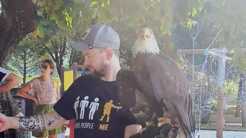 Un rapace durante una esibizione a Sarnico