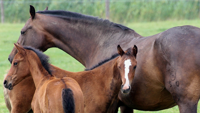 Come curare un cavallo, il ruolo del veterinario ippiatra