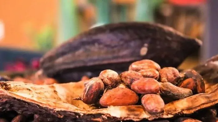 https://storage.ecodibergamo.it/media/photologue/2025/8/19/photos/cache/batteri-tra-i-fattori-chiave-per-il-miglior-sapore-di-cioccolato_ebc77d62-7cd5-11f0-bec5-cd4c4ab6f362_v3_large_16_9.webp