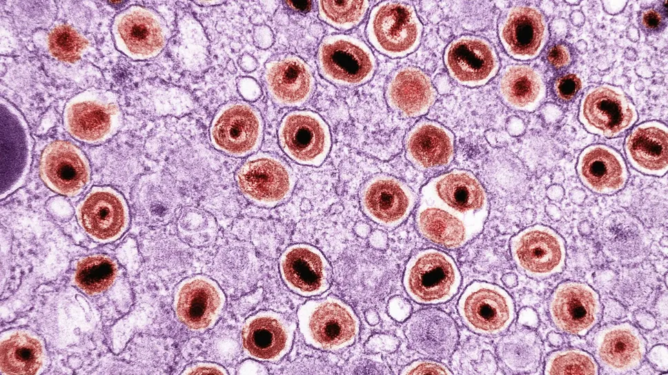 L’immagine di una cellula L’immagine di una cellula