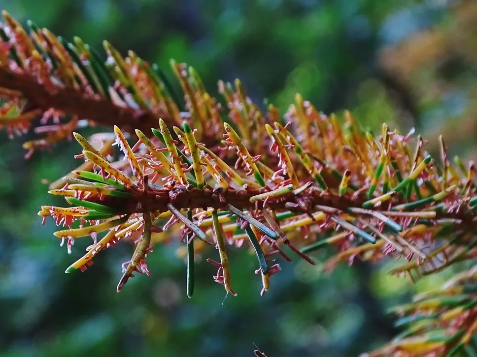 I rami di abete rosso con la presenza di Chrysomyxa rhododendri