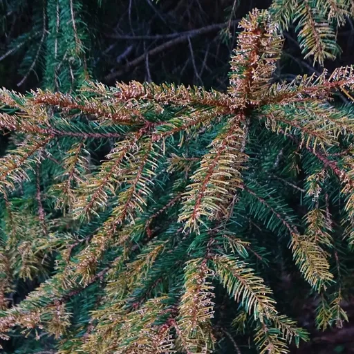 CSN Noch 26428 - 10 Abeti con la neve - Alberi