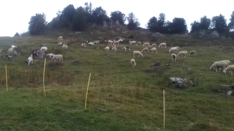 Il gregge di pecore sul monte Cancervo