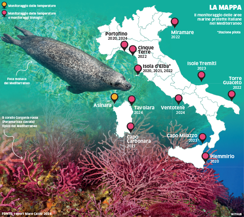 La mappa. Gli organismi più colpiti dal cambiamento climatico nelle aree marine protette italiane monitorate nel 2024 da «Mare Caldo» di Greenpeace sono le gorgonie. La foca monaca è a rischio di estinzione