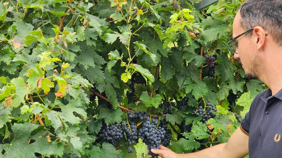 Torna dal 4 al 7 settembre il tradizionale appuntamento per celebrare l’eccellenza del Moscato di Scanzo Torna dal 4 al 7 settembre il tradizionale appuntamento per celebrare l’eccellenza del Moscato di Scanzo