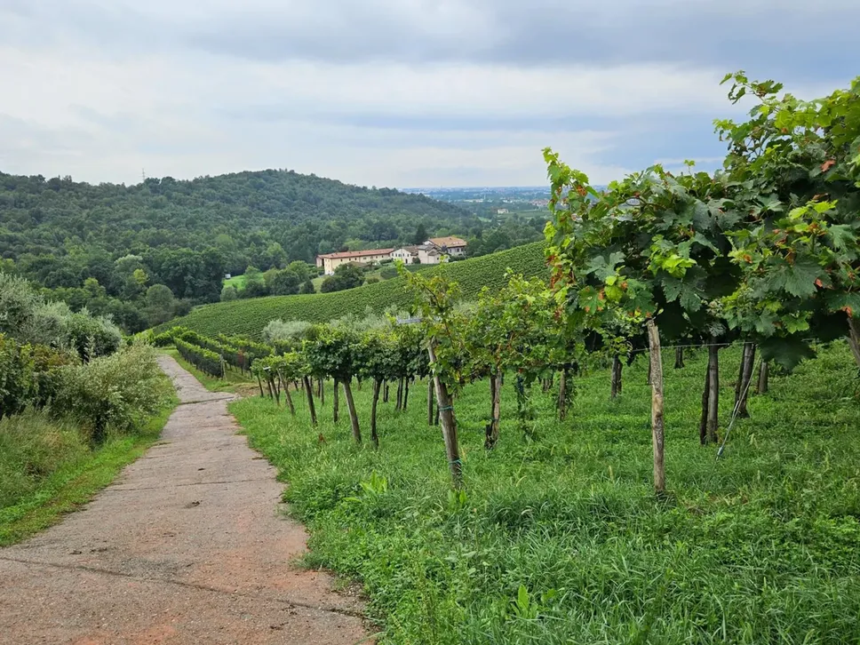 Le vigne del Moscato di Scanzo
