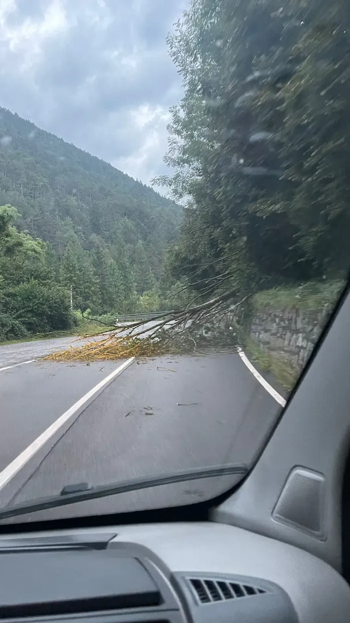 Pianta caduta sulla strada da Rovetta a Cerete
