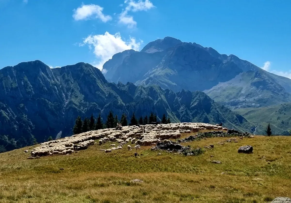 Gregge alla baita di Monte Campo (con vista sull’Arera)
