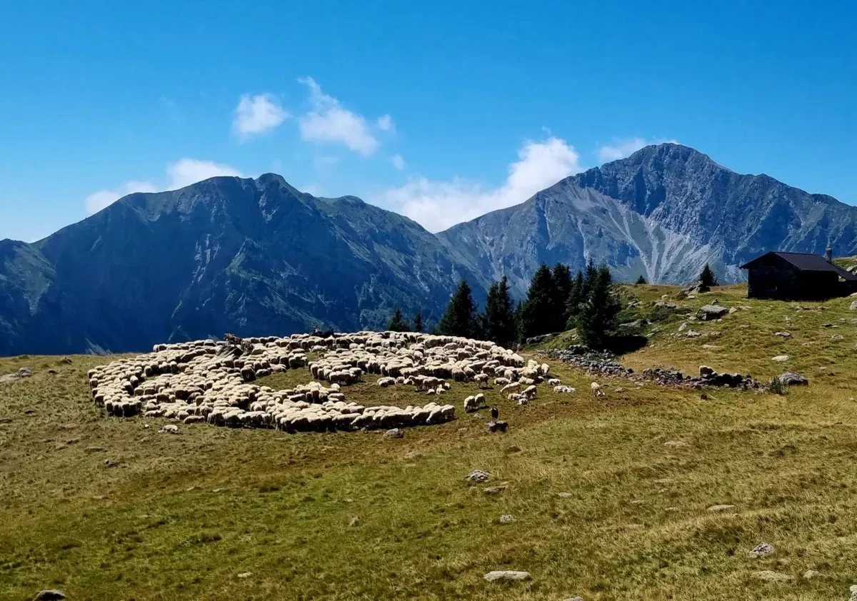 Geometrie ovine presso la baita di Monte Campo