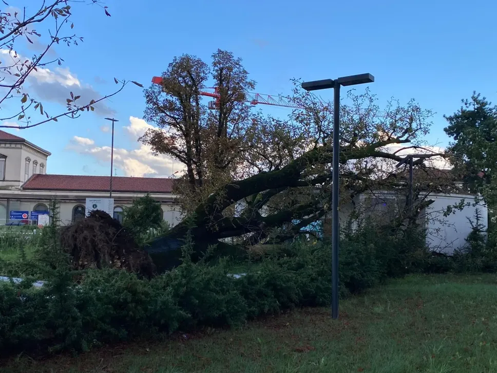 L’albero di grosse dimensioni caduto alla stazione di Bergamo