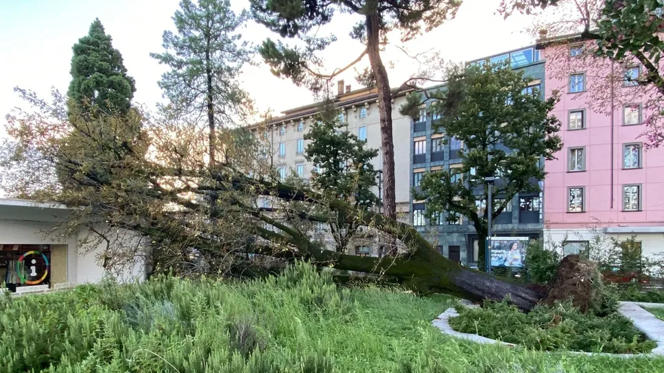 L’albero caduto a pochi passi dell’infopoint della stazione di Bergamo
