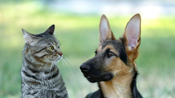 https://storage.ecodibergamo.it/media/photologue/2025/8/3/photos/cache/amici-animali-in-vacanza-dal-mare-alla-montagna-i-consigli-dei-veterinari_b3726ef0-6f91-11f0-84d1-1a4cf007d5b9_1920_1080_v3_large_16_9.png
