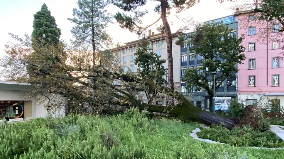 La pianta caduta ieri per il forte vento in piazzale Marconi