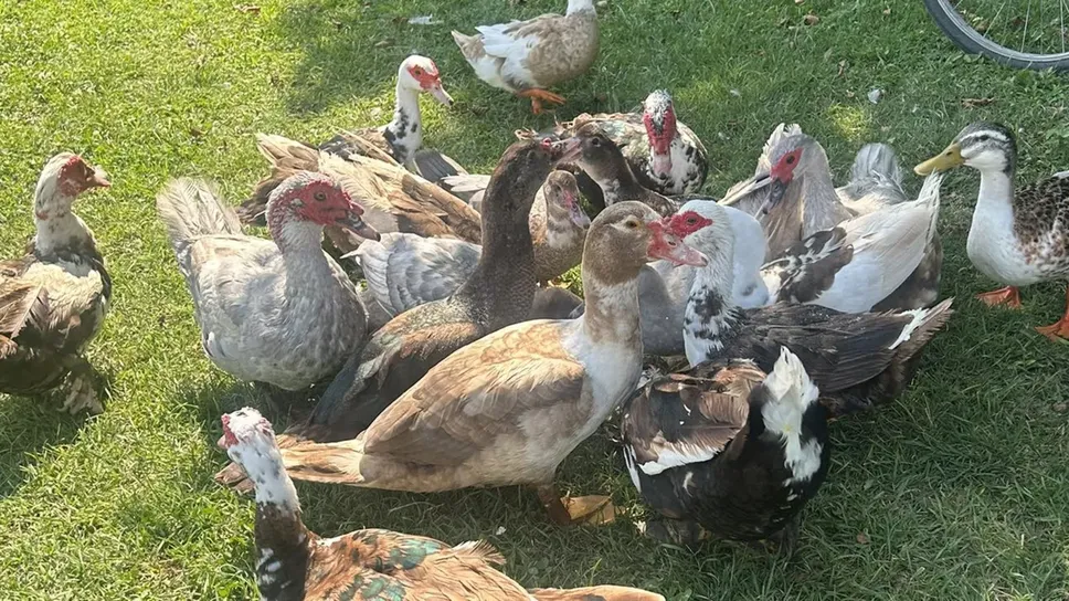 Le anatre nel parco comunale Roggia del Fontanone Le anatre nel parco comunale Roggia del Fontanone